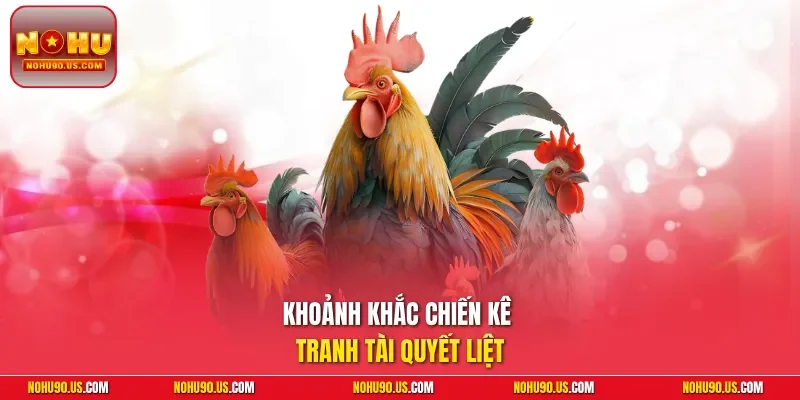 Khoảnh khắc chiến kê tranh tài quyết liệt